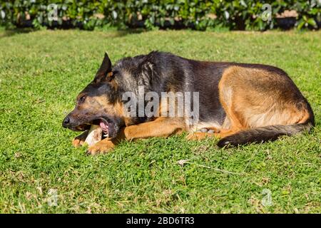 Der große Hund der kaukasischen Hirtenbrüte hat einen Knochen auf dem Gras Stockfoto