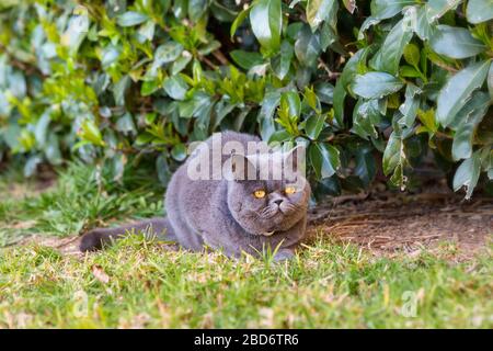 Graue britische Katze spaziert im Sommer im Garten Stockfoto