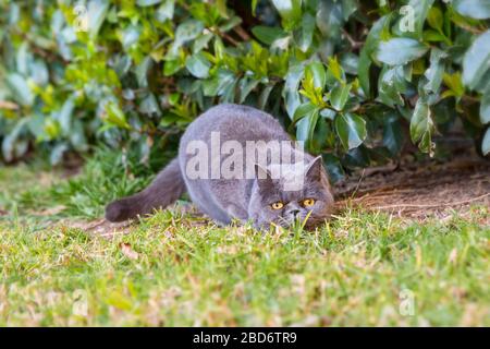 Graue britische Katzen jagen im Sommer im Garten Stockfoto