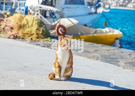 Rote Katze, die auf dem Pier vor dem Hintergrund des Meeres und der Boote sitzt Stockfoto