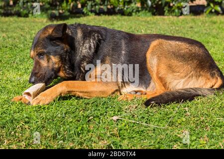 Der große Hund der kaukasischen Hirtenbrüte hat einen Knochen auf dem Gras Stockfoto