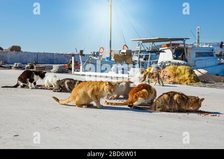 Eine Packung hungriger Katzen am Ufer, die trockene Nahrung essen Stockfoto