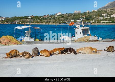 Eine Packung hungriger Katzen am Ufer, die trockene Nahrung essen Stockfoto