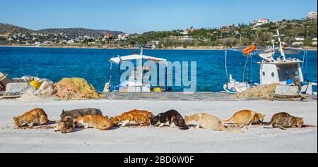 Eine Packung hungriger Katzen am Ufer, die trockene Nahrung essen Stockfoto