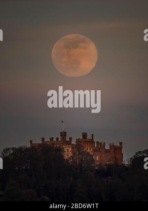 Über der Burg Belvoir in Leicestershire ist ein rosafarbener Supermond zu sehen. Trotz ihres Namens gibt es keine tatsächliche Farbänderung am Aussehen der Mondoberfläche - es handelt sich um einen nordamerikanische Hinweis auf eine früh aufblühende Wildblume, die sich Anfang des Frühlings in den USA und Kanada zu Beginn des Frühlings zu Beginn der Blüte aufknallen. Stockfoto