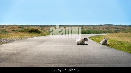 Lämmer sitzen auf leerer Landstraße, auf der Sylter Insel, Deutschland. Babyschafe auf der Straße im Naturreservat. Friesische Landschaft am Morgen. Stockfoto