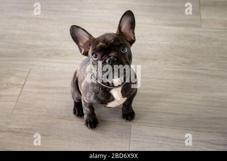 Kleiner weißer und gestreifter französischer Bulldogge Welpe Stockfoto
