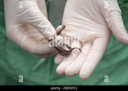 Zoologe des Tierarztes, der Schutzhandschuhe trägt, die Feldarbeiten durchführen, untersucht einen langsamen Wurm (Anguis fragilis), Großbritannien Stockfoto