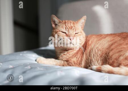Ingwerkatze auf dem Bett in der Sonne Stockfoto