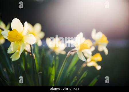 Schöne gelbe Narzisse Blume mit frischen grünen Blättern in hellem Licht mit dunklem Hintergrund Kopierraum Stockfoto