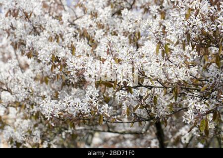 Amelanchier Lamarckii Blüten im Frühjahr. Stockfoto