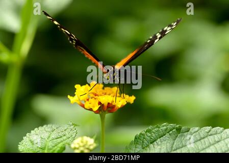 Makro vom Tiger Longwing (Heliconius hecale) Schmetterling, der von vorne gesehen von der gelben Blume (Lantana camara) ernährt wird Stockfoto