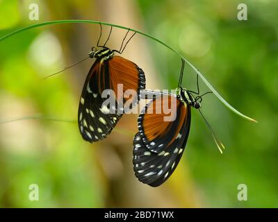 Paarung Tiger Longwing (Heliconius hecale) auf Gras und vom Profil aus gesehen Stockfoto