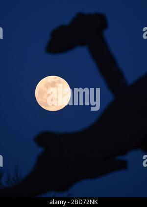 07. April 2020, Hessen, Frankfurt am Main: Der Mond steht als sogenannter Supermond hinter dem berühmten "hämmernden Mann", einem Kunstwerk des US-amerikanischen Künstlers Jonathan Borofsky. Der Mond erreicht in der Nacht vom 7. Auf den 8. April als Vollmond seinen Perigäum, also den Punkt, der dem Erdorbit am nächsten liegt und erscheint daher dem menschlichen Beobachter besonders groß. Foto: Arne Dedert / dpa Stockfoto