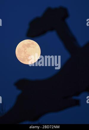 07. April 2020, Hessen, Frankfurt am Main: Der Mond steht als sogenannter Supermond hinter dem berühmten "hämmernden Mann", einem Kunstwerk des US-amerikanischen Künstlers Jonathan Borofsky. Der Mond erreicht in der Nacht vom 7. Auf den 8. April als Vollmond seinen Perigäum, also den Punkt, der dem Erdorbit am nächsten liegt und erscheint daher dem menschlichen Beobachter besonders groß. Foto: Arne Dedert / dpa Stockfoto