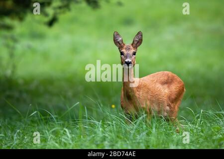 Süße weibliche Rehe mit großen schwarzen Augen, die auf grüner Wiese lauschen Stockfoto