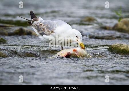 Großer kaspischer Möwe, der sich von einem Fisch im Strom mit kaltem Wasser in der Natur ernährt. Stockfoto