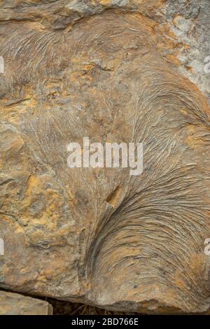 Fossile Eindrücke in Stein während der alten Mississippian Plateaus Periode am Cave Run Lake in Kentucky Stockfoto