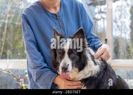 Groomender Border Collie Hund durch professionelles Groomer. Hund mit Zunge heraus, der Kamera betrachtet. Stockfoto