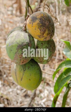 Gefederte Mango Bündel Stockfoto