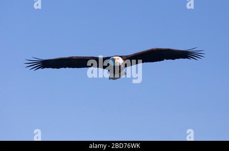 Glatze Eagle Erwachsene, die an den Kameraflügeln fliegen, breiten sich aus Stockfoto