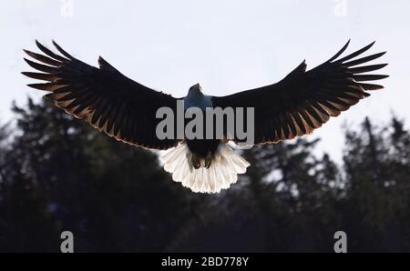 Glatze Eagle Erwachsene Hovering Wings Spreizung Füllrahmen Mit Hintergrundbeleuchtung Stockfoto