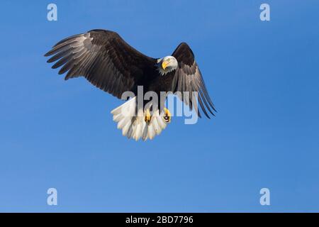 Kahladler Erwachsener, der Flügel und Schwanz ausgebreitet hat Stockfoto