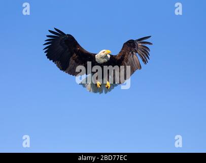 Kahladler Erwachsener, der Flügel und Schwanz ausgebreitet hat Stockfoto