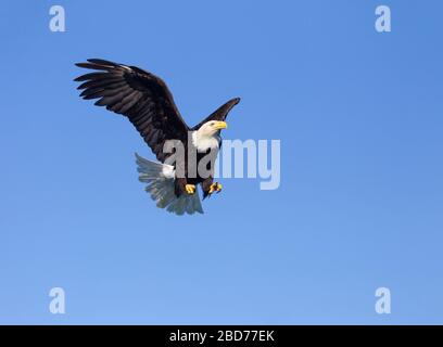 Kahladler Erwachsener, der Flügel und Schwanz ausgebreitet hat Stockfoto