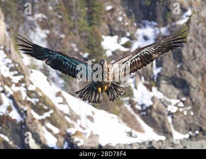Glatze Eagle Juvenile Flying at Camera Stockfoto