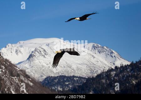 Zwei balde Adler-Erwachsene, die über schneebedeckte Berge aufsteigen Stockfoto