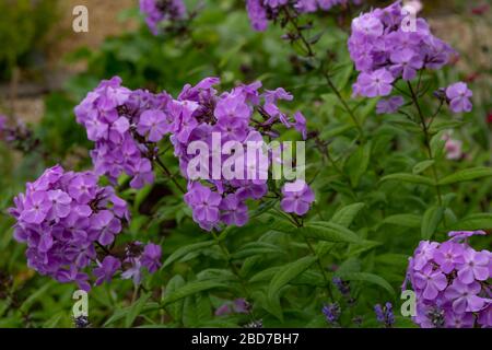Phlox Paniculata blüht in voller Blüte. Stockfoto