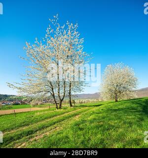 Kulturlandschaft im Werra-Tal im Frühling, blühende Kirschbäume auf dem Feld unter blauem Himmel, in der Nähe von Bad Sooden-Allendorf, Hessen, Deutschland Stockfoto