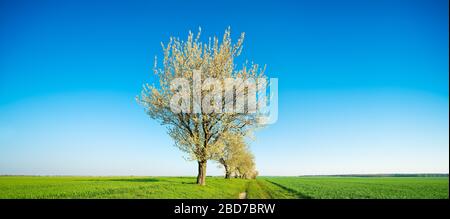 Panorama, blühende Kirschbäume auf dem Feldweg, endlose Grünfelder unter blauem Himmel, Burgenlandkreis, Sachsen-Anhalt, Deutschland Stockfoto