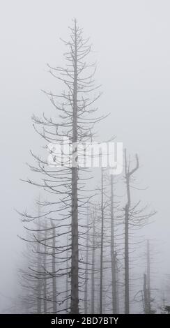 Toter Fichtenwald, tot durch Dürre und Befall mit Rindenkäfern, dichter Nebel, Nationalpark Harz, bei Braunlage, Niedersachsen, Deutschland Stockfoto