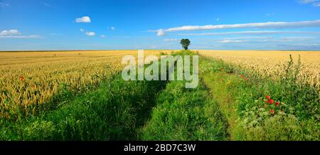 Feldweg durch Kulturlandschaft im Sommer, endlose Weizenfelder, blauer Himmel mit cumulus-wolken, Mohn auf dem Feld, einsamer Baum auf dem Stockfoto