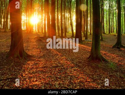 Natürlicher Buchenwald bei Sonnenuntergang scheint die Sonne durch Traufen, Stubitz, Jasmund Nationalpark, UNESCO-Weltkulturerbe alte Beechwälder, Insel von Stockfoto