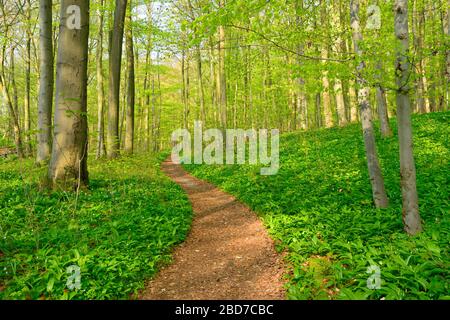 Wanderweg durch halbnatürlichen Buchenwald im Frühjahr, frisches grünes Laub, wilder Knoblauch bedeckt den Boden, UNESCO-Weltkulturerbe Stockfoto