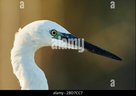 Kleiner Egret (Egretta garzetta), Tierporträt, Saintes-Maries-de-la-Mer, Parc Naturel Regional de Camargue, Frankreich Stockfoto