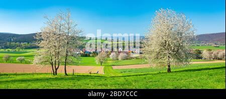 Kulturlandschaft im Werra-Tal im Frühling, blühende Kirschbäume auf dem Feld unter blauem Himmel, im Rücken das Dorf Kleinvach, bei Bad Stockfoto