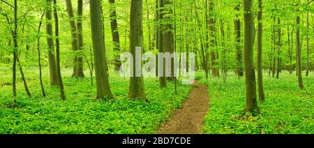 Wanderweg durch den halbnatürlichen Buchenwald im Frühjahr, frisches grünes Laub, die Knoblauchblüte des Bären beginnt, UNESCO-Weltkulturerbe Stockfoto