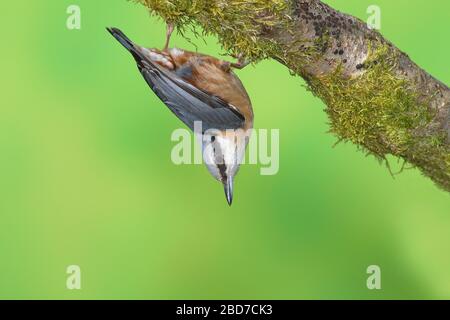 Eurasisches Nuthatch (Sitta europaea) hängt auf dem Kopf an einer mosigen Filiale, Siegerland, Nordrhein-Westfalen, Deutschland Stockfoto