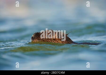 Coypu (Myocastor Coypus), Jungtier schwimmt in Wasser, Tierporträt, Camargue, Frankreich Stockfoto