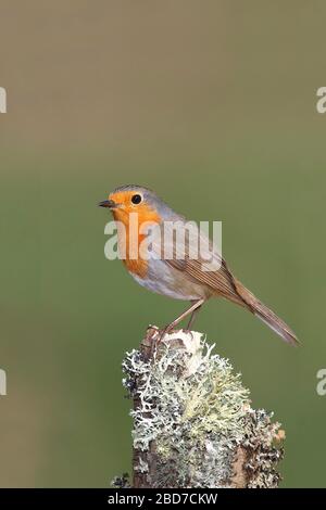 Europäische Robin (Erithacus rubecula) auf einem mit Flechten bedeckten Baumstumpf sitzend, Nordrhein-Westfalen, Deutschland Stockfoto