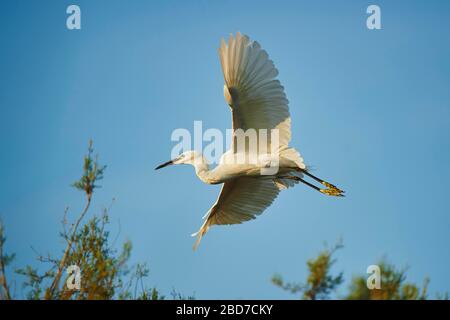 Little Egret (Egretta garzetta) im Flug, Parc Naturel Regional de Camargue, Camargue, Frankreich Stockfoto