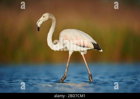 Greater Flamingos (Phönicopterus roseus), juvenile, Streifen im Flachwasser, Parc Naturel Regional de Camargue, Frankreich Stockfoto