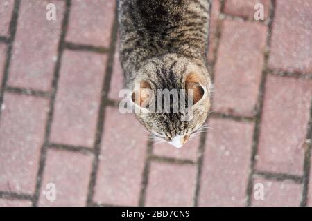 Fat Grau-weiße Katze geht auf dem Bürgersteig Stockfoto