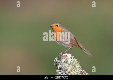 Europäische Robin (Erithacus rubecula) auf einem mit Flechten bedeckten Baumstumpf sitzend, Nordrhein-Westfalen, Deutschland Stockfoto