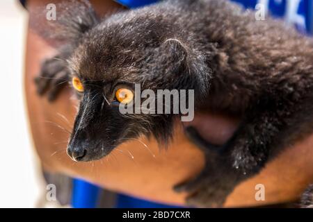 Schwarzer schwarzer Lemur (Eulemur Macaco) auf Arm, Nosy Be Island, Madagaskar Stockfoto