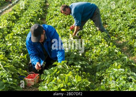 Erdbeerernte, Erdbeerfeld, Erdbeerpflücker, Österreich Stockfoto